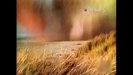 Destroyed in Seconds - Beached Whale Explosion
