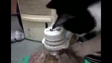 Котка Отваря Сама Шише