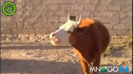 Смях! Крава говори на арабски