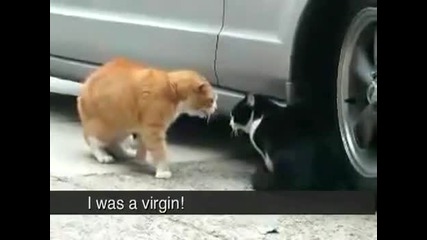 Cat Betrayed His Girlfriend! Sex! Heat! Rage! Foul language! (original English Captions) 
