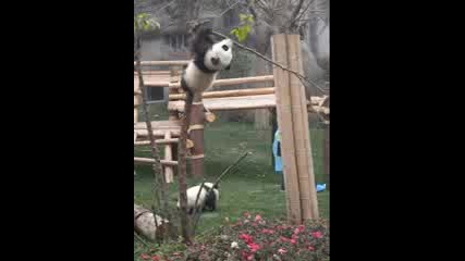 Пандата неможе да слезне от дървото Любителски кадри 
