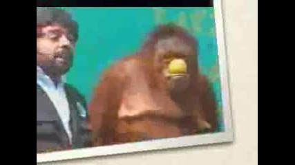 Забавно Шоу С Орангутан