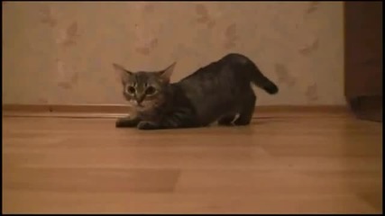 Коте спринтьор...