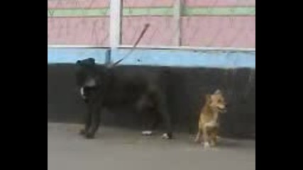 Small Dog Humps Big Dog 
