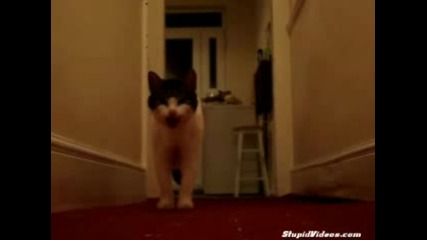 Cat says Hello