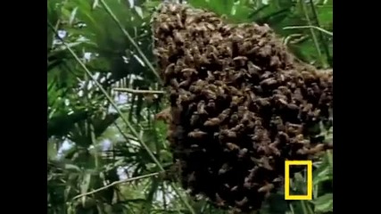 Killer Bees!
