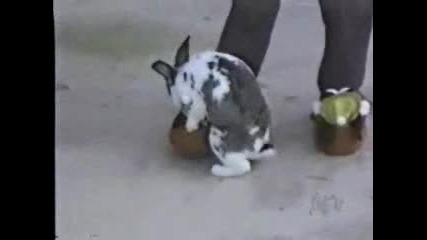 Животни Оправят Когото Хванат