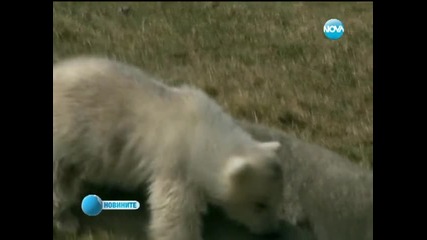 Малка бяла мечка е голямата звезда на зоопарк в Бъфало