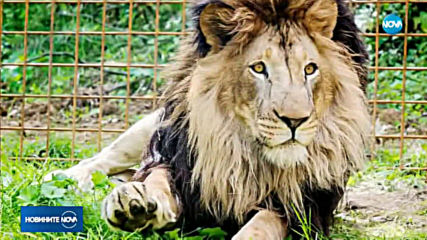 Лъв уби собственика си в Чехия