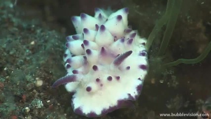 Bali Diving Hd