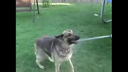 German Shepherd Vs. Water Hose