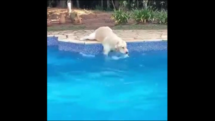Куче плува на сухо