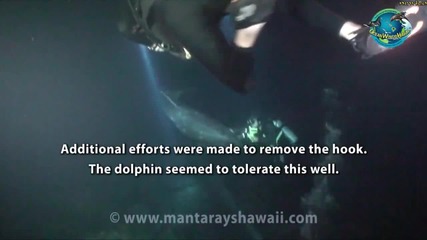 Пострадал див делфин потърси помощ от водолази