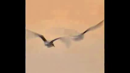 Музика за душата - Nostagy by Richard Clayderman 