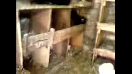 Nedjibovi - Galabi