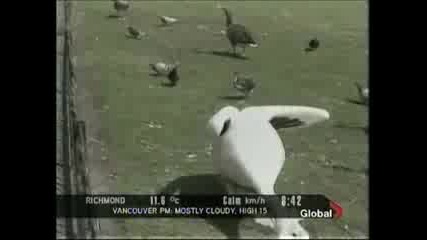 Пеликан Изяжда Гълъб