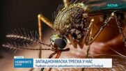 Първи случай на западнонилска треска за сезона е регистриран у нас