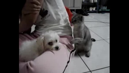 Da Go Pogalq Ili Da Go Biq