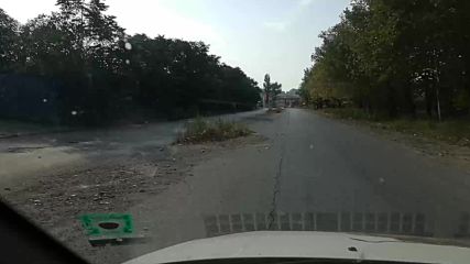 Дърво от асфалта