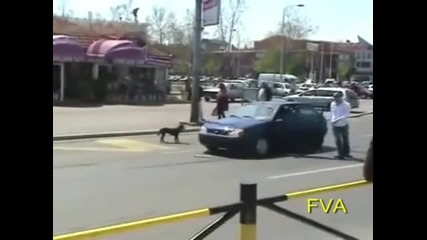 Куче откъсва номера на колата !