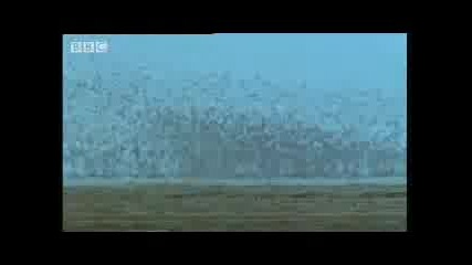 стадо Птици по бреговете на пустинята Сахара