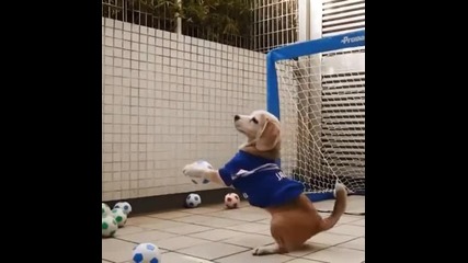 Куче - футболен вратар