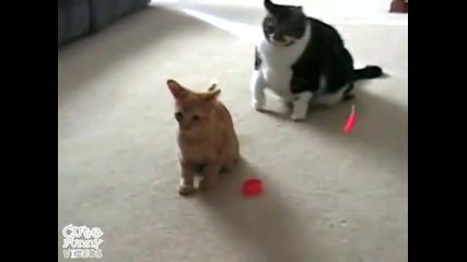 • Смях • Котка vs. Лазер