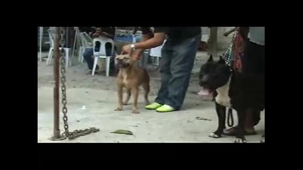 Barkin Sharks Kennel