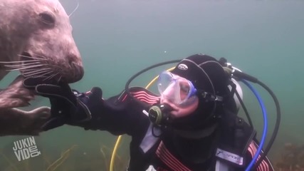 Приятелство между водололаз и тюлен
