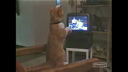 Котка Боксьор - Смях