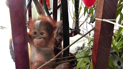 Любов от пръв поглед между бебета орангутани