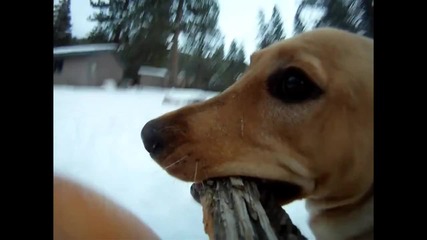 Kуче носи камера смяхx :]