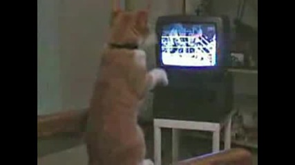 котка гледа бокс и се мисли за боксьор