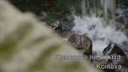 Красотата на гората