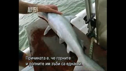 Бичата акула - най опасната в света - BG subs част 1/3