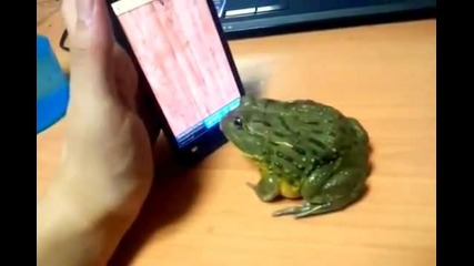 телефон +жаба =(супер смях)