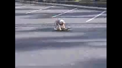 Куче скейтбордист