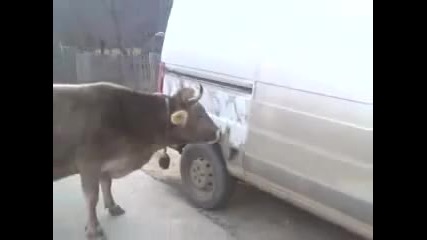 Крава мие микробус 