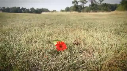 Сбъднатата Мечта На Едно Самотно Цвете