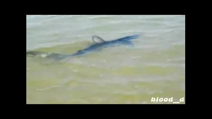 Плуваща акула на плажа в New Jersey ! 