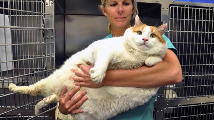 Най-дебелите котки на света! - Компилация