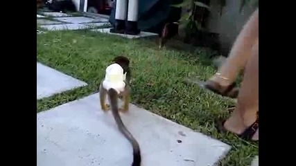 Отмъщението на Малкото Маймунче 