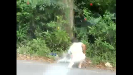 Three - Toed Sloth Tries To Cross A Road