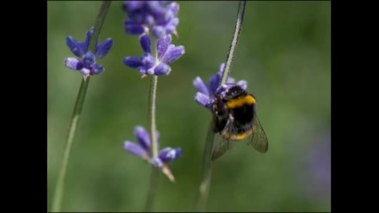 Lavender Fields