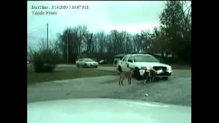Кучета разкъсват полицейска кола 