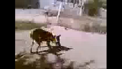 buki(ku4eto mi) vs iliqn dali shte go hapne :d