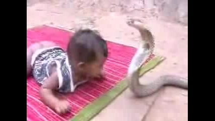 Dete Igrae S Kralska Kobra