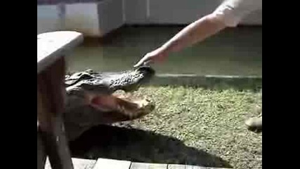 Крокодил атакува