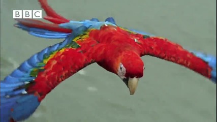 Папагали ара - Earthflight