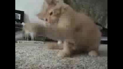 Коте бие четка за зъби